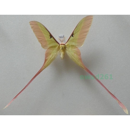 Actias dubernardi (Oberthür, 1897) male ex. ovo China 77mm96d